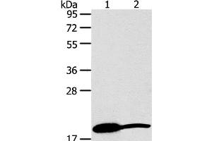 Western Blot analysis of Mouse heart and liver tissue using GDF2 Polyclonal Antibody at dilution of 1:200 (GDF2 anticorps)