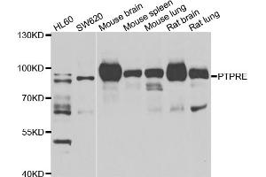 Western blot analysis of extracts of various cell lines, using PTPRE antibody (ABIN5975100) at 1/1000 dilution. (PTPRE anticorps)