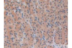 IHC-P analysis of Rat Stomach Tissue, with DAB staining. (INHBB anticorps  (AA 297-411))