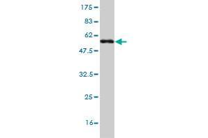 Western Blot detection against Immunogen (53. (LFNG anticorps  (AA 1-250))