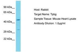 Image no. 1 for anti-Trophoblast Glycoprotein (TPBG) (N-Term) antibody (ABIN6750266) (TPBG anticorps  (N-Term))