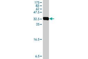 Western Blot detection against Immunogen (35.
