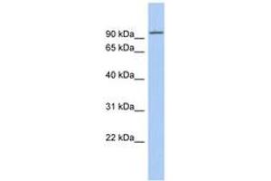 Image no. 1 for anti-Kinesin Family Member 9 (KIF9) (N-Term) antibody (ABIN6742420) (KIF9 anticorps  (N-Term))