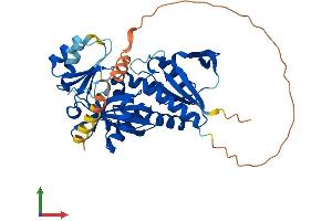AlphaFold protein structure predicition of Human Recombinant RIMKLB Protein, UniprotID Q9ULI2