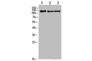 Western Blot analysis of 1,mouse-liver 2,hela 3,mouse-brain cells using primary antibody diluted at 1:1000(4 °C overnight). (FIG4 anticorps  (AA 341-390))