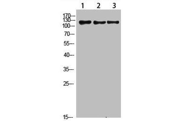 FIG4 抗体  (AA 341-390)