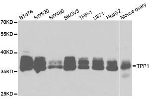 Western Blotting (WB) image for anti-Tripeptidyl Peptidase I (TPP1) antibody (ABIN1876828) (TPP1 anticorps)