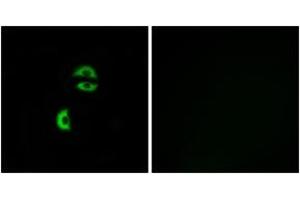 Immunofluorescence (IF) image for anti-Low Density Lipoprotein Receptor Class A Domain Containing 3 (LDLRAD3) (AA 37-86) antibody (ABIN2890398) (LDLRAD3 anticorps  (AA 37-86))