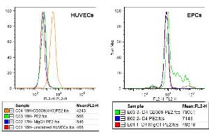 FACS analysis of VEGFR-2/KDR expression in HUVECs (left) and EPCs derived from PBMcs (right) using anti-VEGFR-2 (human), mAb (3(4H3))  at 5μg/ml and a PE goat anti-mouse IgG  at 5μg/ml. (VEGFR2/CD309 anticorps)