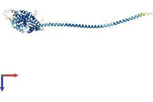 AlphaFold protein structure predicition of Human Recombinant DAPK3 Protein, UniprotID O43293