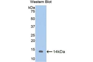 Western Blotting (WB) image for anti-Melatonin Receptor 1A (MTNR1A) (AA 312-366) antibody (ABIN1175872) (Melatonin Receptor 1A anticorps  (AA 312-366))