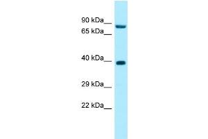 WB Suggested Anti-RPP30 Antibody Titration: 1.