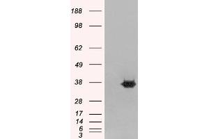 HEK293 overexpressing MORF4L2 (RC210566) and probed with ABIN184732 (mock transfection in first lane), tested by Origene.