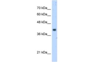 Western Blotting (WB) image for anti-Prenyl (Decaprenyl) Diphosphate Synthase, Subunit 1 (PDSS1) antibody (ABIN2462955) (PDSS1 anticorps)