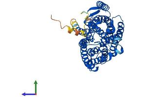 AlphaFold protein structure predicition of Mouse Recombinant Rhag Protein, UniprotID Q9QUT0