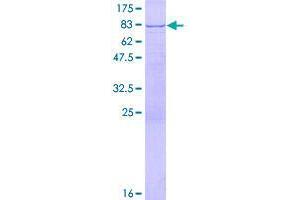 Image no. 1 for WD Repeat Domain 48 (WDR48) (AA 1-502) protein (GST tag) (ABIN1325238)