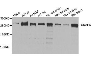 Western blot analysis of extracts of various cell lines, using CKAP5 antibody (ABIN5996436) at 1/1000 dilution. (CKAP5 anticorps)