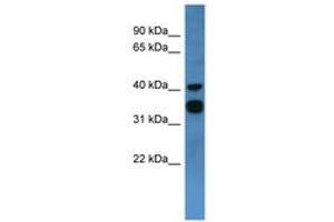 Image no. 1 for anti-Coagulation Factor II (thrombin) Receptor-Like 2 (F2RL2) (C-Term) antibody (ABIN6746742) (F2RL2 anticorps  (C-Term))