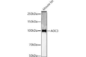 Western blot analysis of extracts of Mouse fat, using  antibody (ABIN3015815, ABIN3015816, ABIN3015817 and ABIN6219164) at 1:500 dilution.