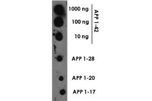 Dot blot of Beta amyloid polyclonal antibody  at a 1 : 1000 dilution. (APP anticorps)
