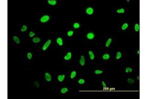 Immunofluorescence (IF) image for anti-High Mobility Group Box 2 (HMGB2) (AA 1-196) antibody (ABIN614619)