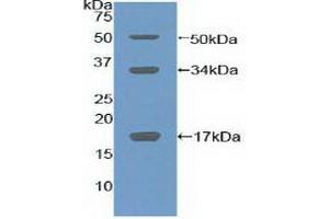 Detection of Recombinant COL10, Mouse using Polyclonal Antibody to Collagen Type X (COL10) (COL10 anticorps  (AA 547-680))