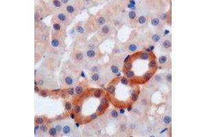 Immunohistochemical analysis of WIPI2 staining in mouse kidney formalin fixed paraffin embedded tissue section. (WIPI2 anticorps)