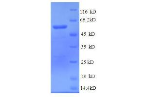 SDS-PAGE (SDS) image for Nucleolin (NCL) (AA 2-482), (partial) protein (His tag) (ABIN4976460) (Nucleolin Protein (NCL) (AA 2-482, partial) (His tag))