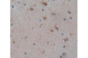 IHC-P analysis of Rat Tissue, with DAB staining. (SLC6A3 anticorps  (AA 562-619))