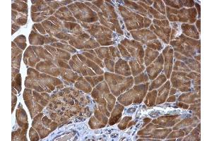 IHC-P Image PDIR antibody [N1N3] detects PDIR protein at cytoplasm in mouse pancreas by immunohistochemical analysis.