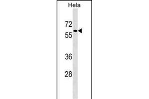 F1 Antibody (C-term) (ABIN1537336 and ABIN2848676) western blot analysis in Hela cell line lysates (35 μg/lane). (PAF1/PD2 anticorps  (C-Term))