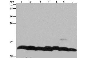 Western Blot analysis of K562 cell, Mouse pancreas tissue and Hela cell, Mouse thymus tissue and 293T cell, NIH/3T3 and LoVo cell using Histone H4 Polyclonal Antibody at dilution of 1:300 (Histone H4 anticorps)