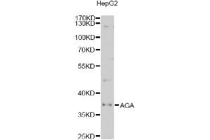 Western blot analysis of extracts of HepG2 cells, using AGA antibody (ABIN2560967) at 1:1000 dilution. (AGA anticorps)