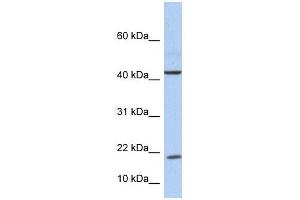 IL9 antibody used at 1 ug/ml to detect target protein.