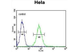 anti-SET and MYND Domain Containing 1 (SMYD1) (AA 420-449), (C-Term) antibody