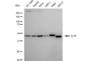 Western blotting analysis using ELP4 antibody (ABIN7798433).