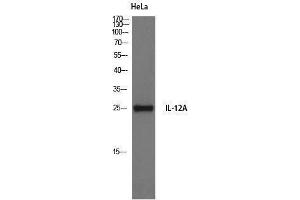Western Blotting (WB) image for anti-Interleukin 12 alpha (IL12A) (Internal Region) antibody (ABIN3185157) (IL12A anticorps  (Internal Region))