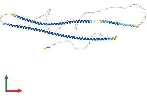 AlphaFold protein structure predicition of Mouse Recombinant Krt4 Protein, UniprotID P07744