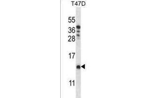 CHCH8 Antibody (C-term) (ABIN1537463 and ABIN2849333) western blot analysis in T47D cell line lysates (35 μg/lane). (COA4 anticorps  (C-Term))