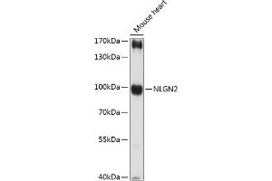 Western blot analysis of extracts of mouse heart, using NLGN2 antibody (ABIN7268874) at 1:3000 dilution.