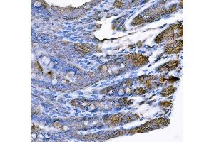 IHC analysis of Tspan-8/Tspan8 using anti-Tspan-8/Tspan8 antibody (ABIN7599681).