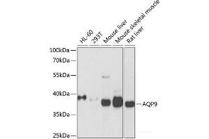 Western blot analysis of extracts of various cell lines using AQP9 Polyclonal Antibody at dilution of 1:1000. (AQP9 anticorps)