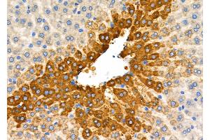 ABIN6261999 and ABIN6277813 at 1/100 staining Rat liver tissue by IHC-P. (GLN1 anticorps  (C-Term))