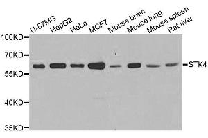 Western blot analysis of extracts of various cell lines, using STK4 antibody. (STK4 anticorps  (AA 303-487))
