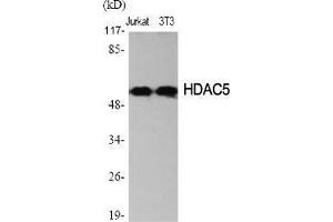 Western Blot (WB) analysis of specific cells using HDAC2 Polyclonal Antibody. (HDAC2 anticorps  (Ser473))