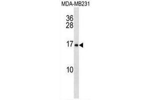 MFAP2 Antibody (N-term) western blot analysis in MDA-MB231 cell line lysates (35µg/lane).