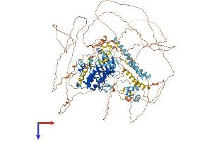 LATS, Large Tumor Suppressor, Homolog 1 (Drosophila) (LATS1) (AA 1-1130) protein (His tag)