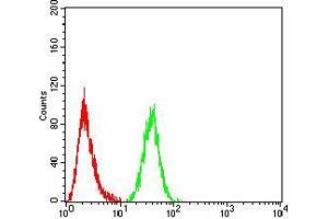 Flow cytometric analysis of HeLa cells using FOXP3 mouse mAb (green) and negative control (red).