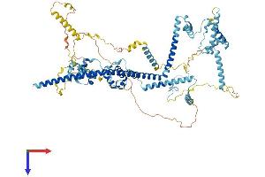 AlphaFold protein structure predicition of Human Recombinant CDC5L Protein, UniprotID Q99459