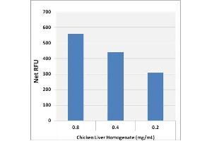 Glycogen Detection in Chicken Liver using the Glycogen Assay Kit (Fluorometric).